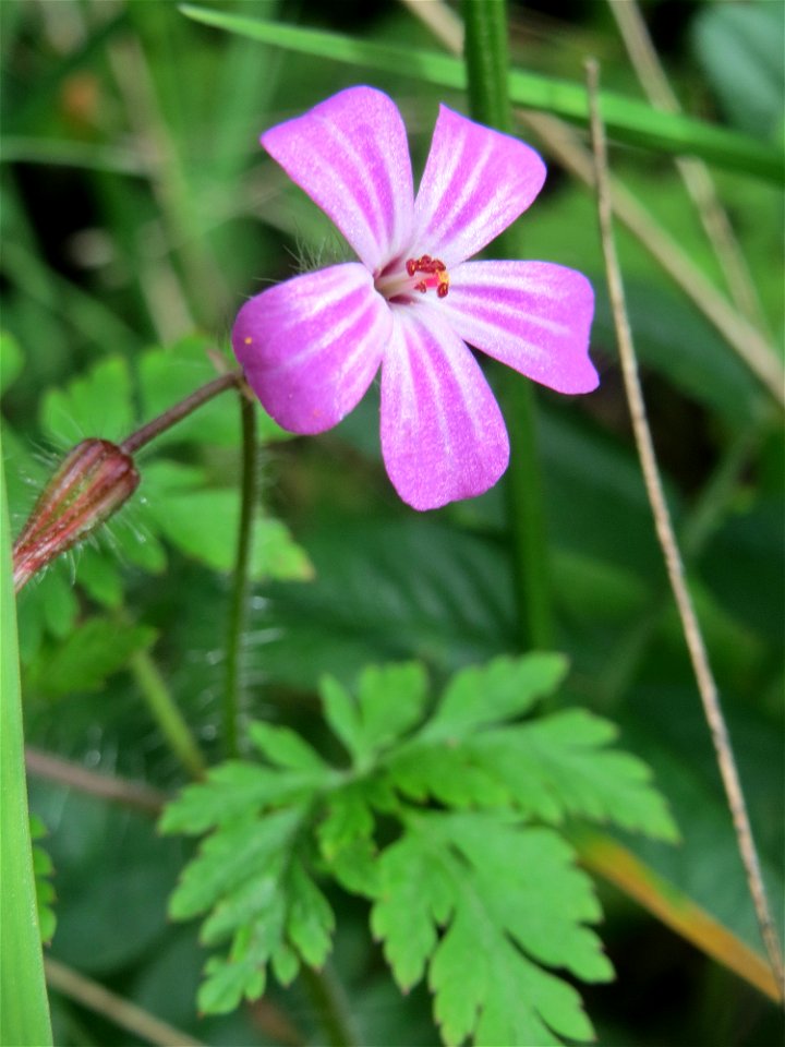 Ruprechtskraut (Geranium robertianum) am Remigiusberg bei Kusel