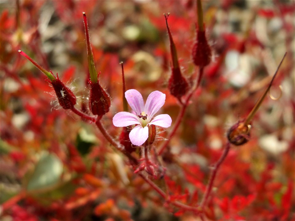 Ruprechtskraut (Geranium robertianum) am Bahnhof Bruchmühlbach-Miesau