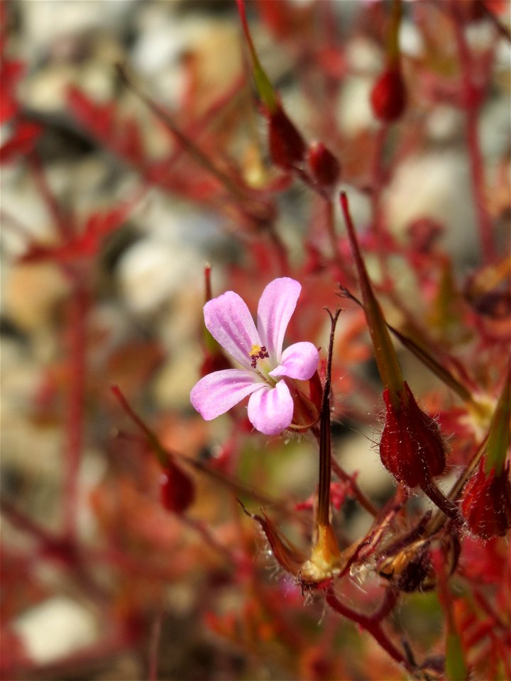 Ruprechtskraut (Geranium robertianum) am Bahnhof Bruchmühlbach-Miesau