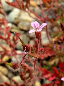 Ruprechtskraut (Geranium robertianum) am Bahnhof Bruchmühlbach-Miesau