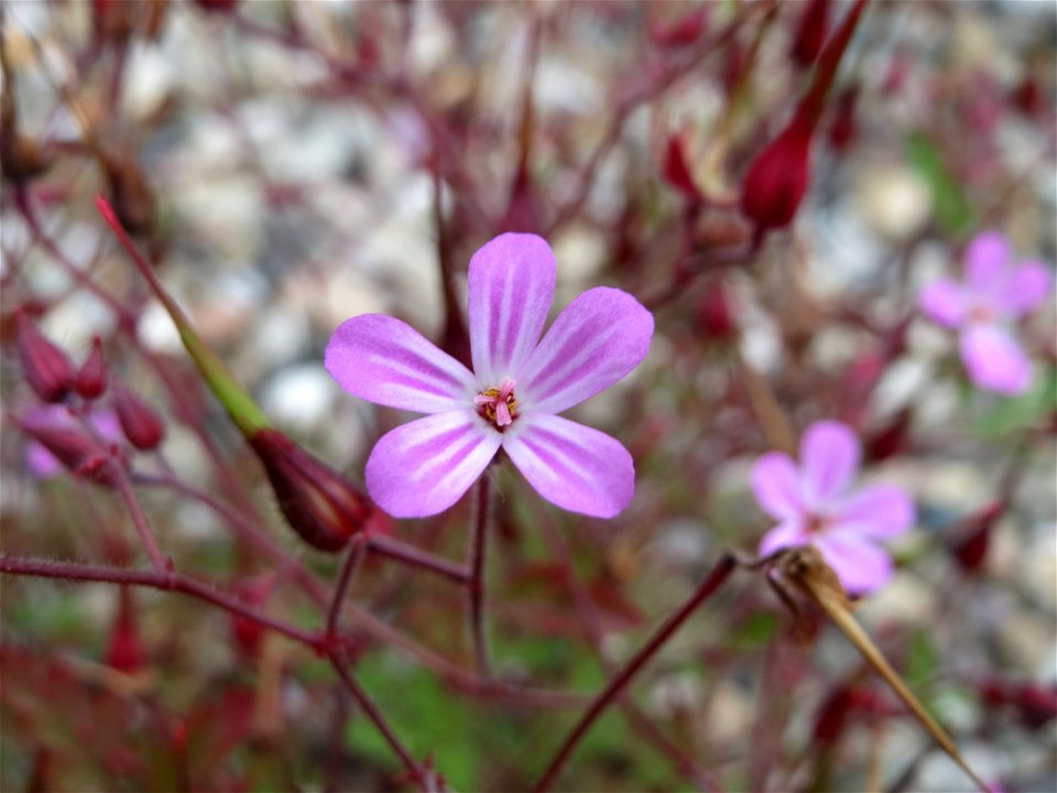 Ruprechtskraut (Geranium robertianum) am Bahnhof Bruchmühlbach-Miesau