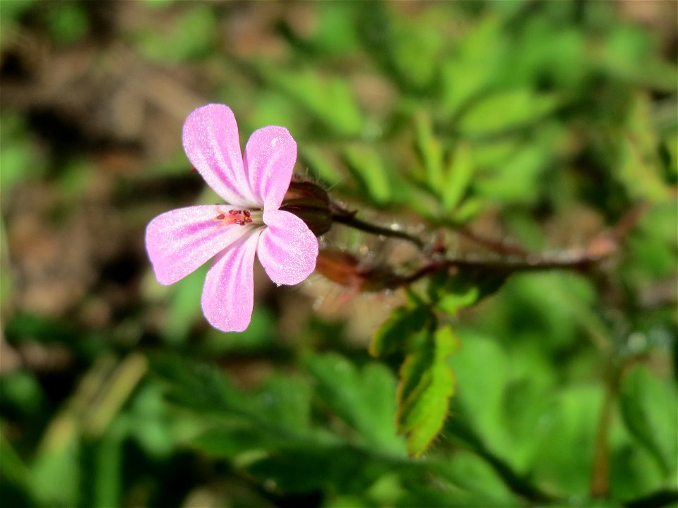 Ruprechtskraut (Geranium robertianum) in der Schwetzinger Hardt - typische Geranium-Art im Wald