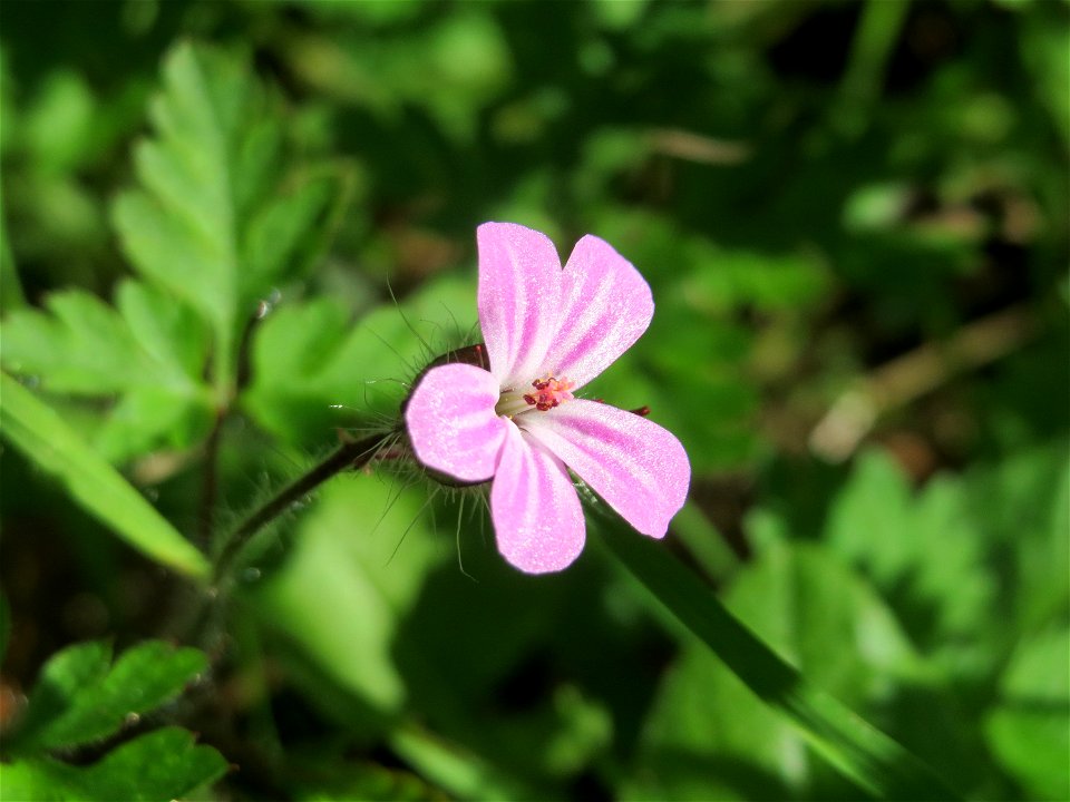 Ruprechtskraut (Geranium robertianum) in der Schwetzinger Hardt - typische Geranium-Art im Wald