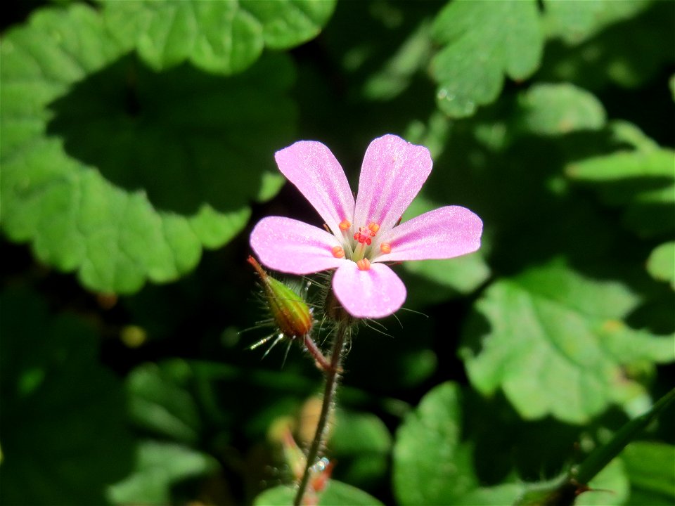 Ruprechtskraut (Geranium robertianum) in der Schwetzinger Hardt
