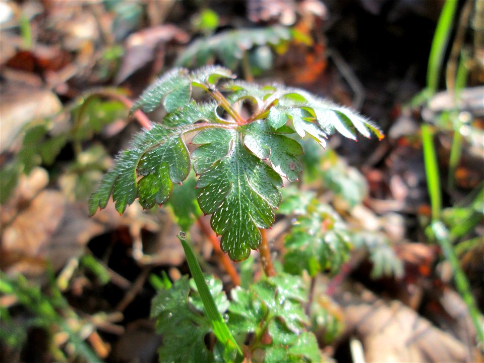Grundblätter vom Ruprechtskraut (Geranium robertianum) im Landschaftsschutzgebiet „Drahtzugweiher und das Habsterwiesental“ in Alt-Saarbrücken