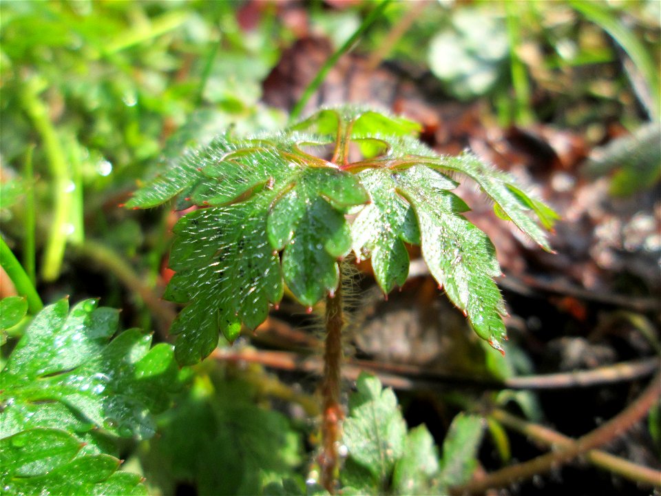 Grundblätter vom Ruprechtskraut (Geranium robertianum) im Landschaftsschutzgebiet „Drahtzugweiher und das Habsterwiesental“ in Alt-Saarbrücken