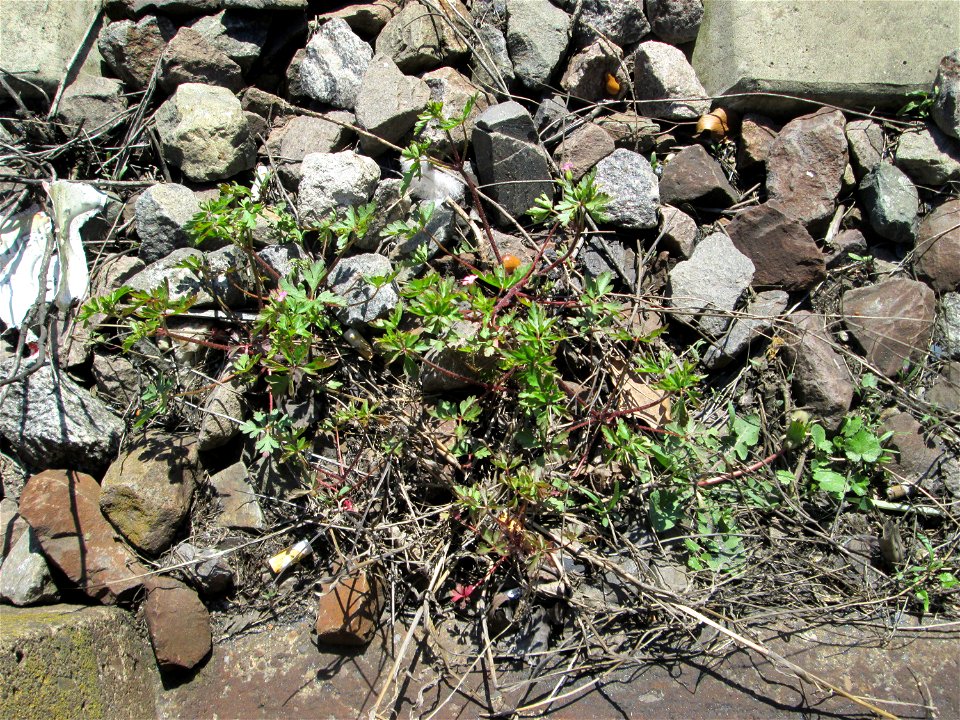 Ruprechtskraut (Geranium robertianum) im Gleisbett in Saarbrücken-Ost