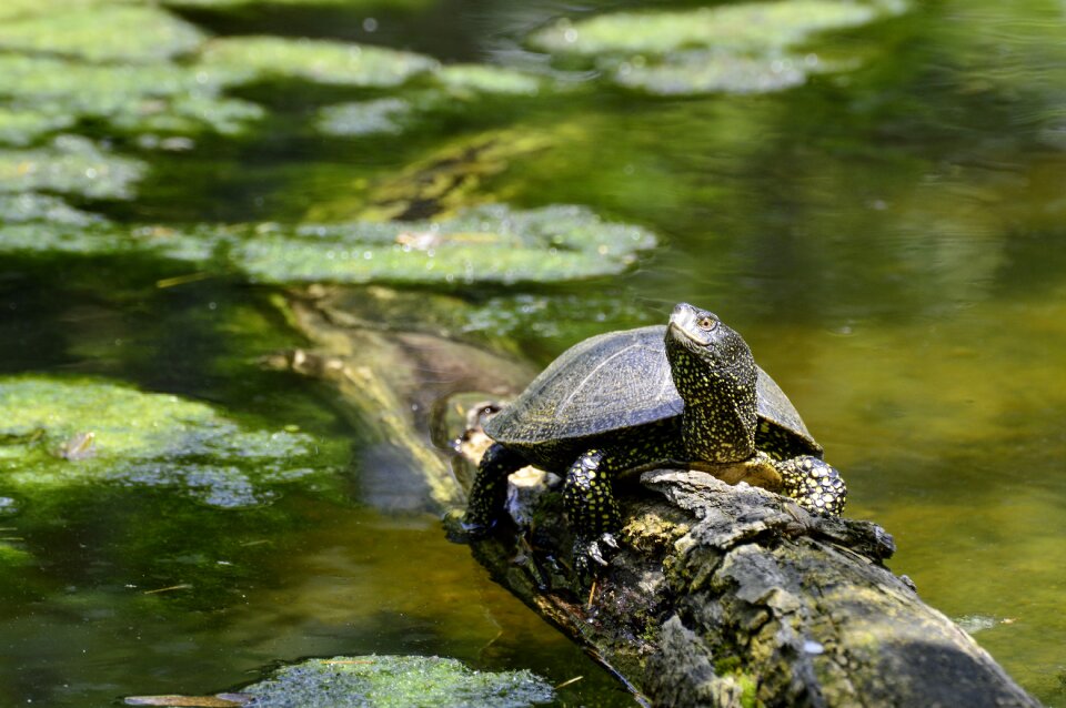 Pond reptile water creature