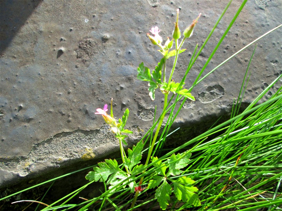 Ruprechtskraut (Geranium robertianum) am Bahndamm in der Schwetzinger Hardt