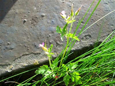 Ruprechtskraut (Geranium robertianum) am Bahndamm in der Schwetzinger Hardt photo