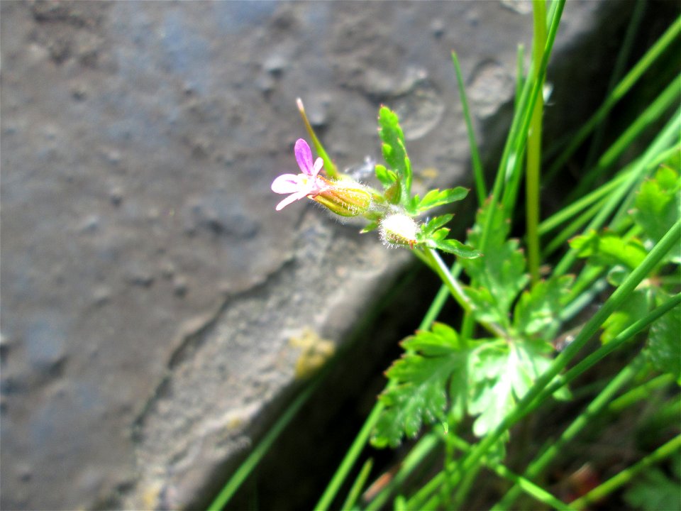 Ruprechtskraut (Geranium robertianum) am Bahndamm in der Schwetzinger Hardt