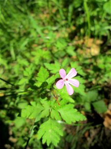 Ruprechtskraut (Geranium robertianum) in der Schwetzinger Hardt