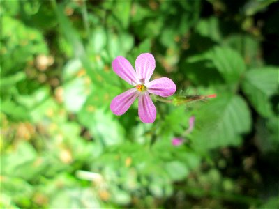 Ruprechtskraut (Geranium robertianum) in der Schwetzinger Hardt photo