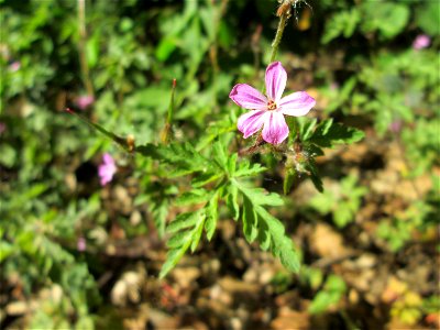 Ruprechtskraut (Geranium robertianum) in der Schwetzinger Hardt