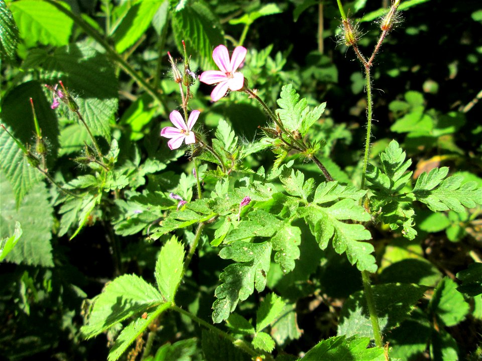 Ruprechtskraut (Geranium robertianum) in der Schwetzinger Hardt