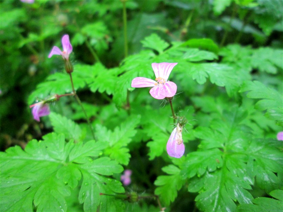 Ruprechtskraut (Geranium robertianum) am Kaninchenberg (Landschaftsschutzgebiet) in Saarbrücken