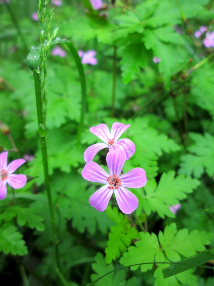 Ruprechtskraut (Geranium robertianum) am Kaninchenberg (Landschaftsschutzgebiet) in Saarbrücken