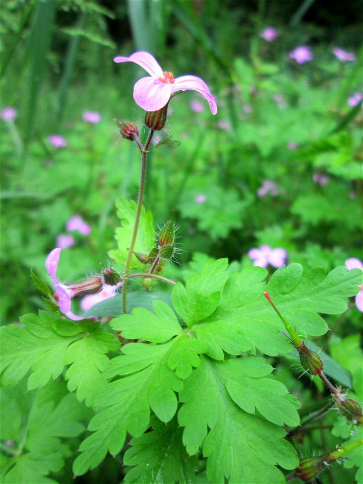 Ruprechtskraut (Geranium robertianum) am Kaninchenberg (Landschaftsschutzgebiet) in Saarbrücken
