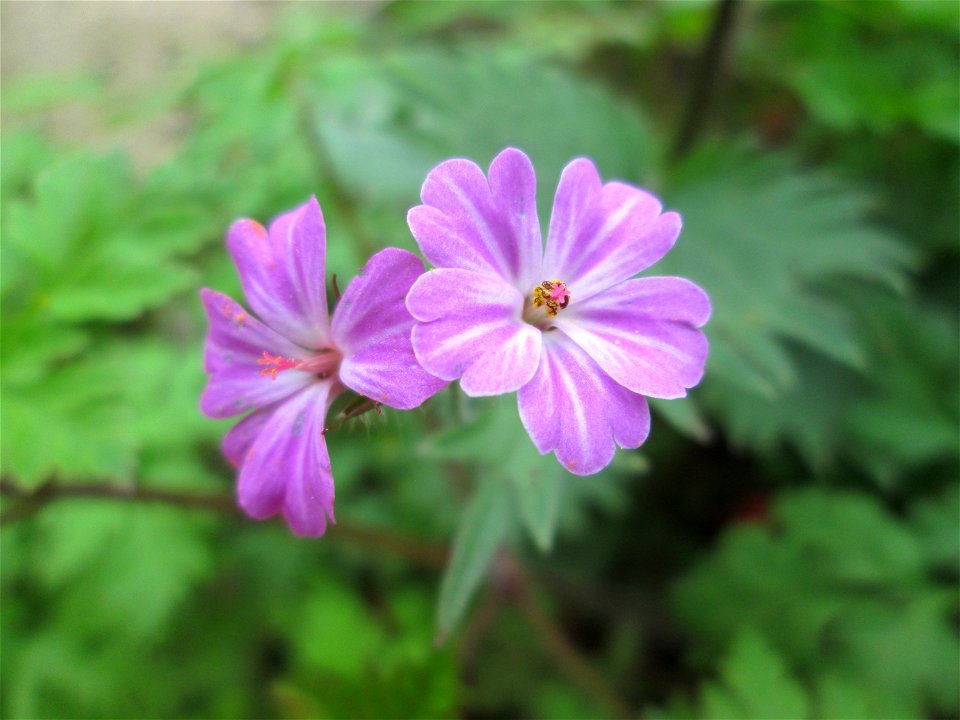Ruprechtskraut (Geranium robertianum) im Landschaftsschutzgebiet „Winterberg“ in Sankt Arnual