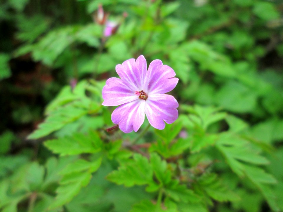 Ruprechtskraut (Geranium robertianum) im Landschaftsschutzgebiet „Winterberg“ in Sankt Arnual