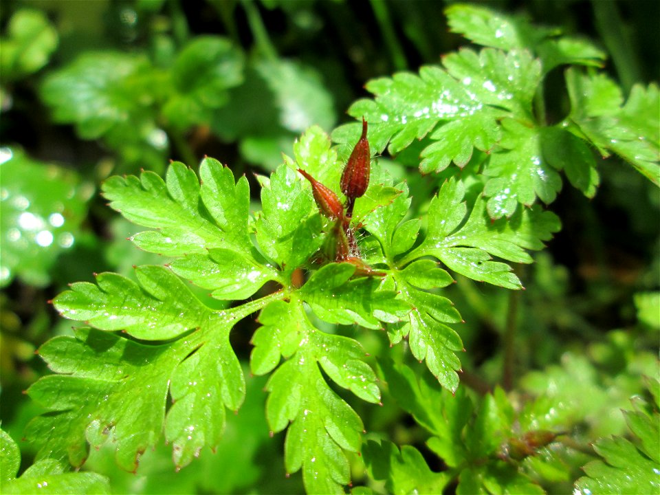 Ruprechtskraut (Geranium robertianum) im Landschaftsschutzgebiet „Drahtzugweiher und das Habsterwiesental“ in Alt-Saarbrücken