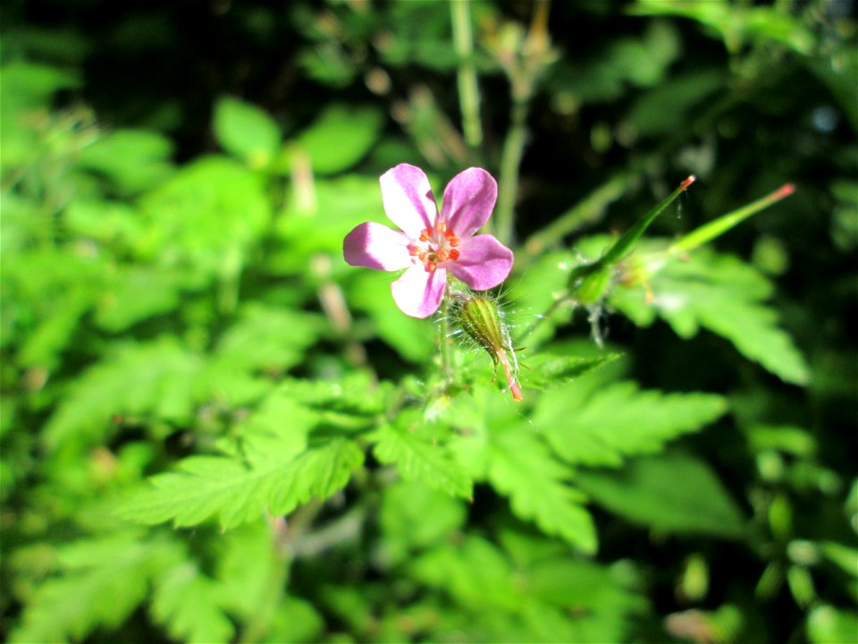 Ruprechtskraut (Geranium robertianum) im Naturschutzgebiet „Hochholz-Kapellenbruch“