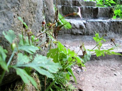 Ruprechtskraut (Geranium robertianum) an der Elfengrotte bei Bad Bertrich