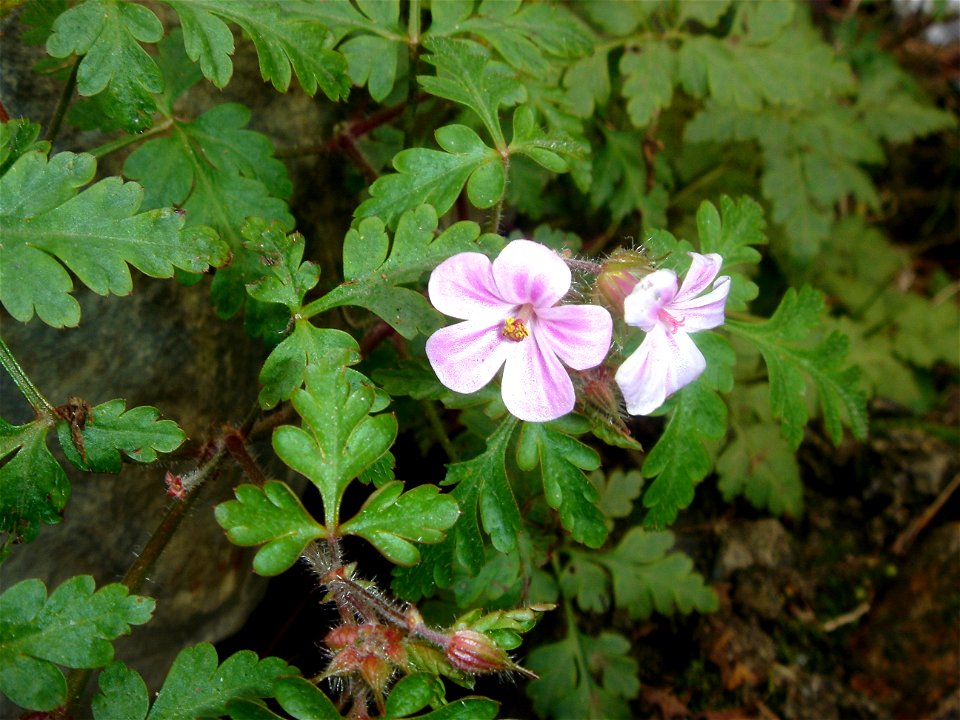 Geranium robertianum (red anthers) and not Geranium purpureum (yellow anthers)