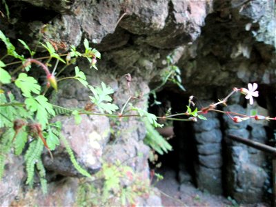 Ruprechtskraut (Geranium robertianum) an der Elfengrotte bei Bad Bertrich