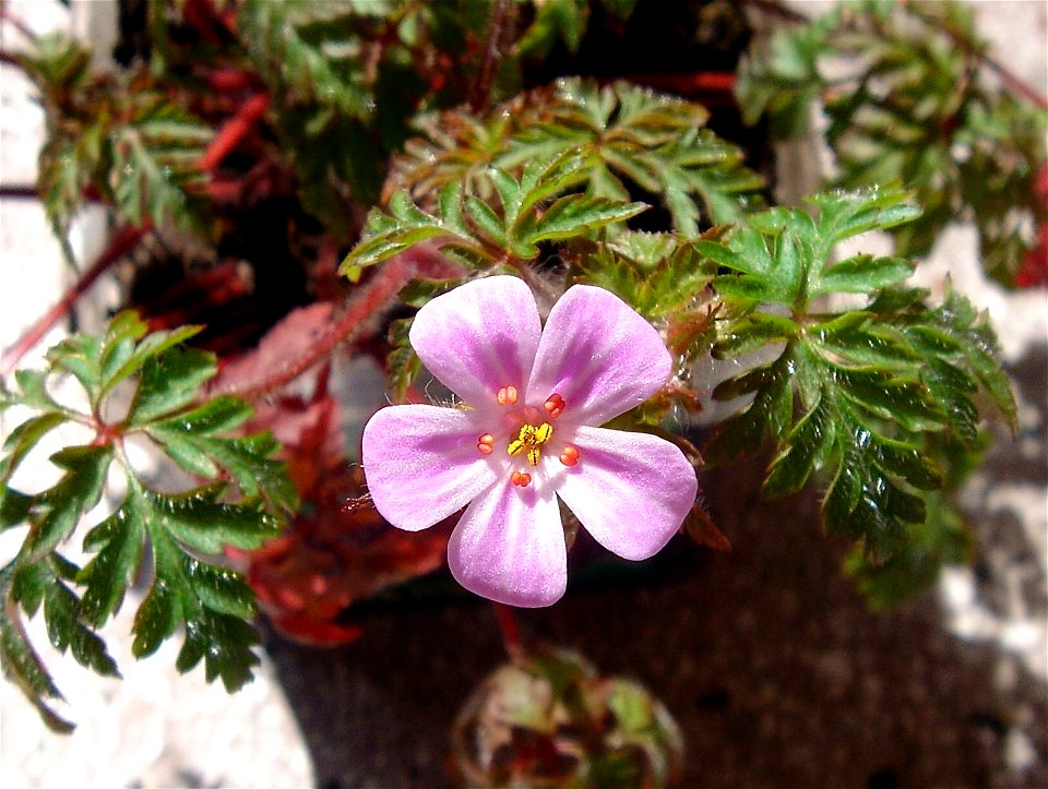 Geranium robertianum (red anthers) and not Geranium purpureum (yellow anthers