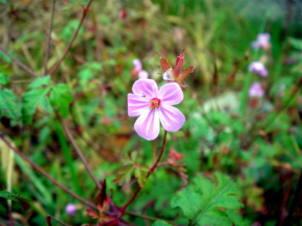 Geranium robertianum (red anthers) and not Geranium purpureum (yellow anthers