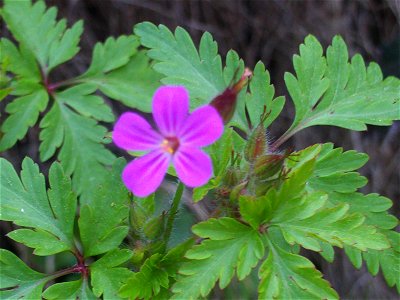 Geranium robertianum flower close up, Sierra Madrona, Spain.