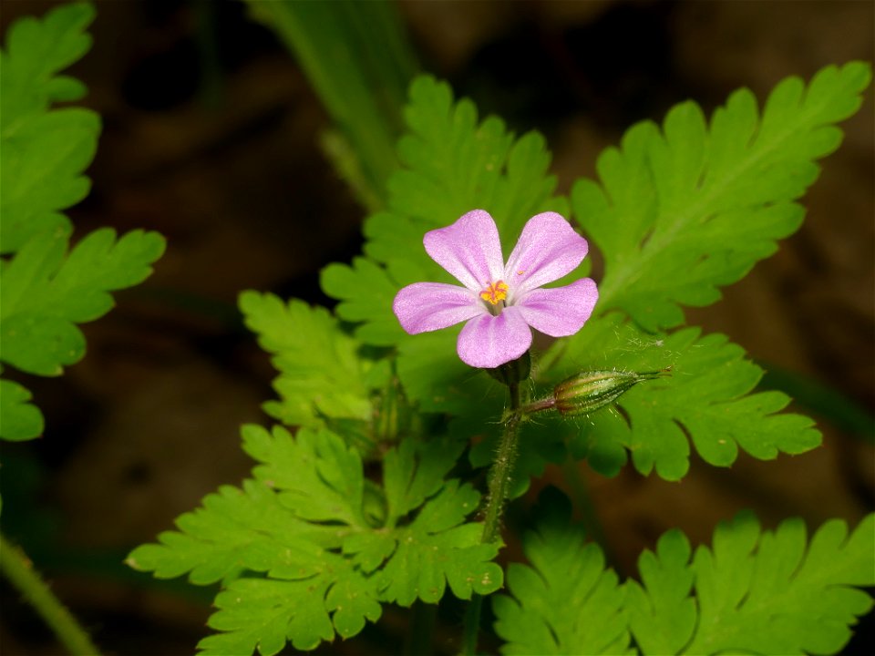 herb Robert (Geranium robertianum)