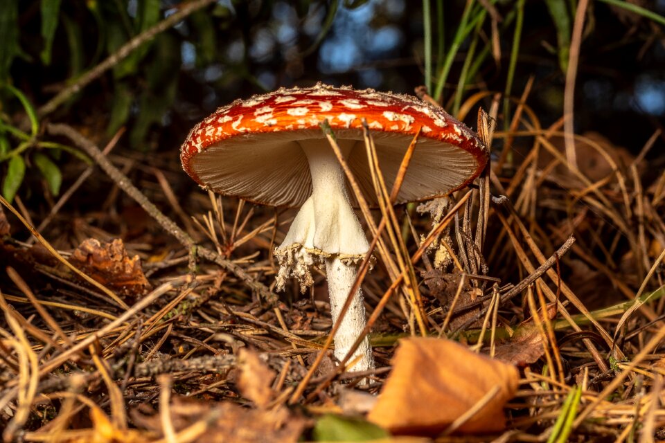 Forest autumn macro