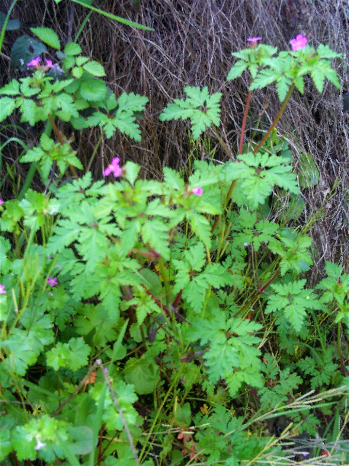 Geranium robertianum habit, Sierra Madrona, Spain.