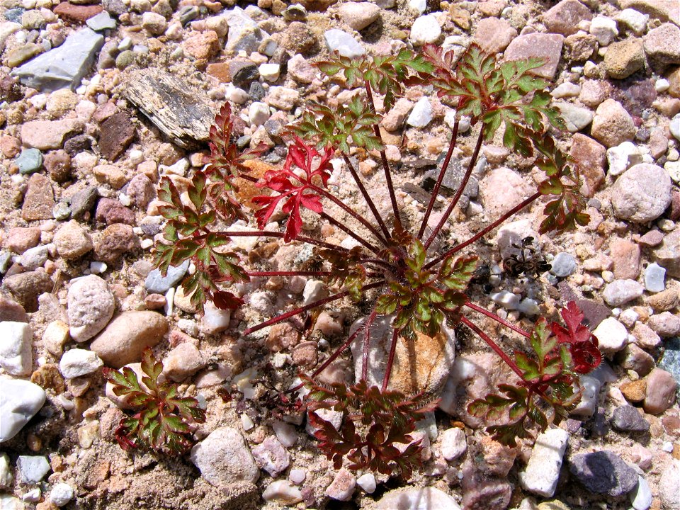 unknown plant, photo made under the Padiş mountains, Romania