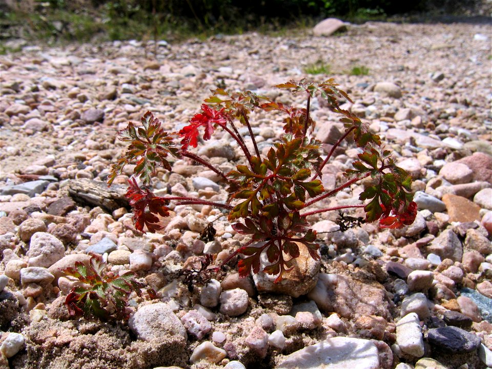 unknown plant, photo made under the Padiş mountains, Romania