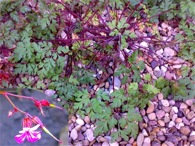 photo of unidentified plant in my back garden photo