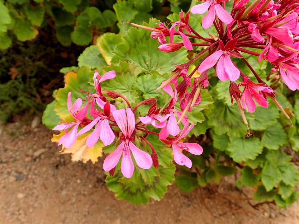 Horseshoe Geranium (Pelargonium zonale). Species of plant.