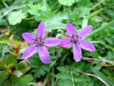 Reiherschnabel (Erodium cicutarium) im Hockenheimer Rheinbogen