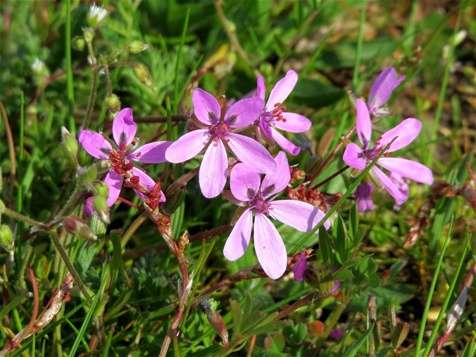 Reiherschnabel (Erodium cicutarium) in Hockenheim