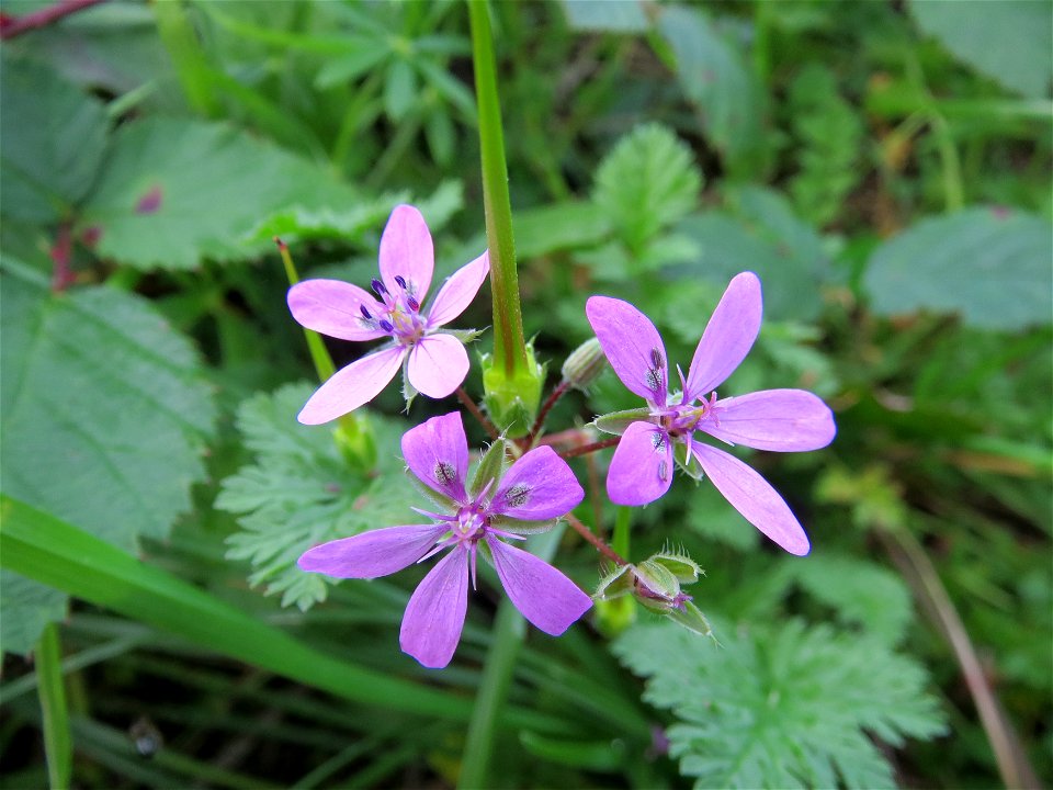Gewöhnlicher Reiherschnabel (Erodium cicutarium) bei Hockenheim