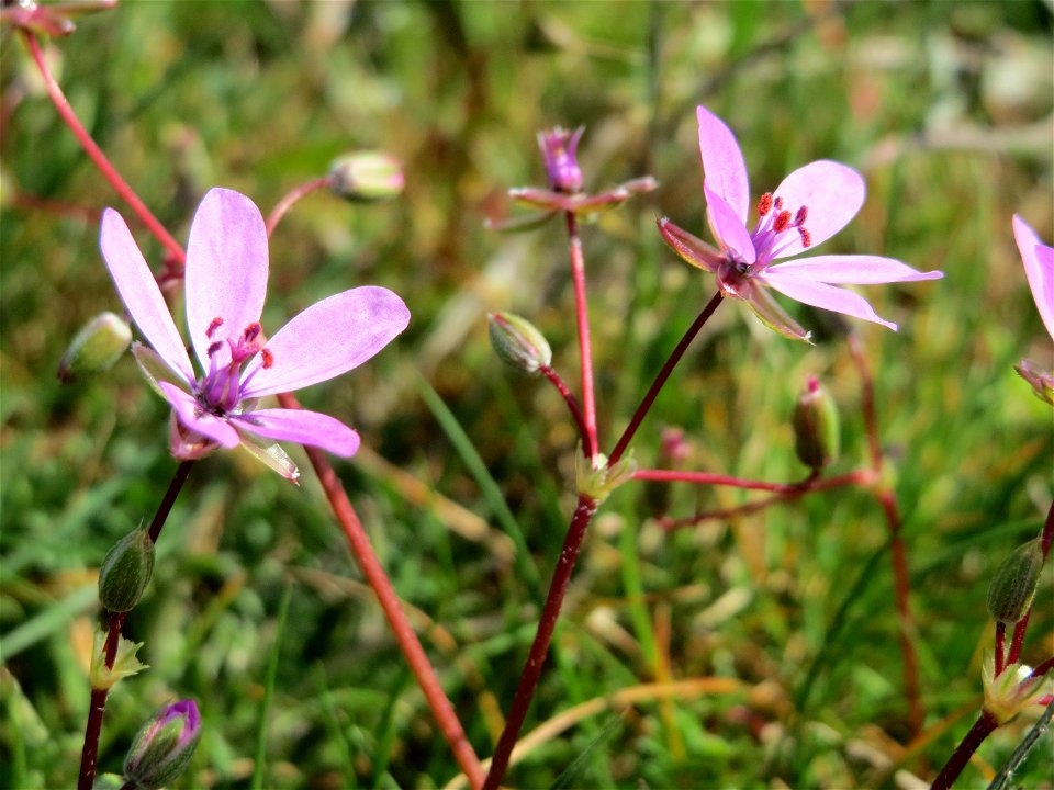 Reiherschnabel (Erodium cicutarium) in Hockenheim