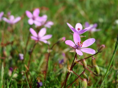 Gewöhnlicher Reiherschnabel (Erodium cicutarium) in Hockenheim