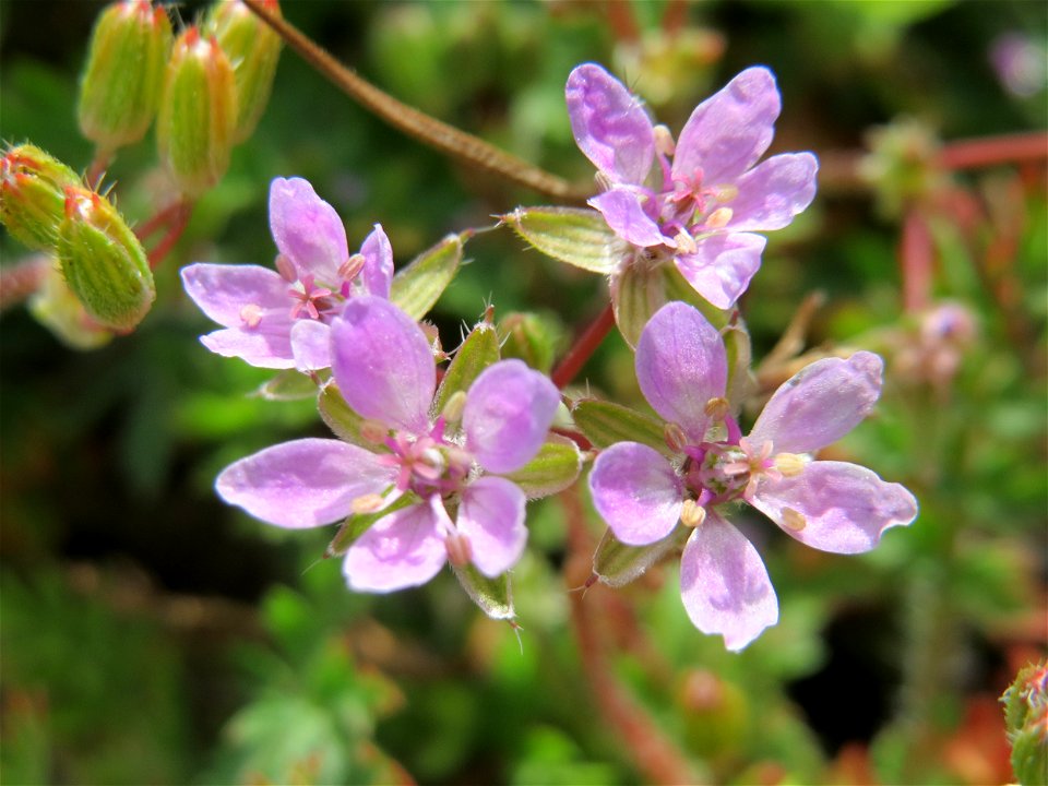 Reiherschnabel (Erodium cicutarium) in Hockenheim