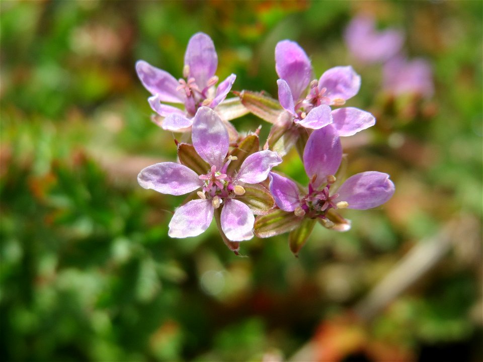 Reiherschnabel (Erodium cicutarium) in Hockenheim
