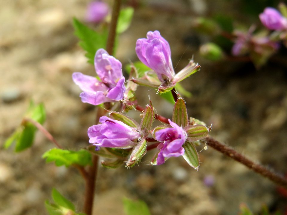 Reiherschnabel (Erodium cicutarium) in Hockenheim