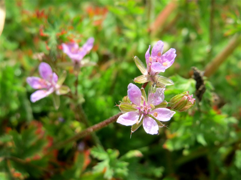 Reiherschnabel (Erodium cicutarium) in Hockenheim