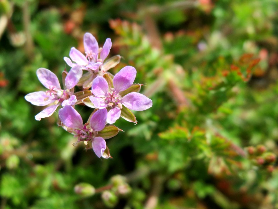 Reiherschnabel (Erodium cicutarium) in Hockenheim