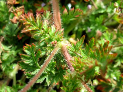 Reiherschnabel (Erodium cicutarium) in Hockenheim